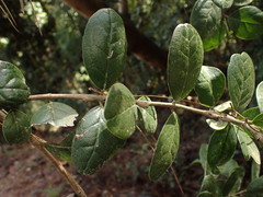 Peumus boldus