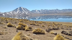 Festuca chrysophylla