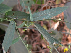 Crotalaria leptostachya