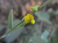 Crotalaria leptostachya