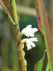 Cuscuta pentagona