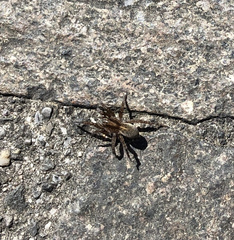 Arctosa personata