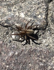 Arctosa personata