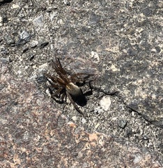 Arctosa personata