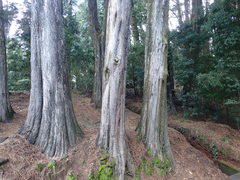 Cupressus macrocarpa