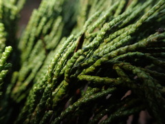 Cupressus macrocarpa