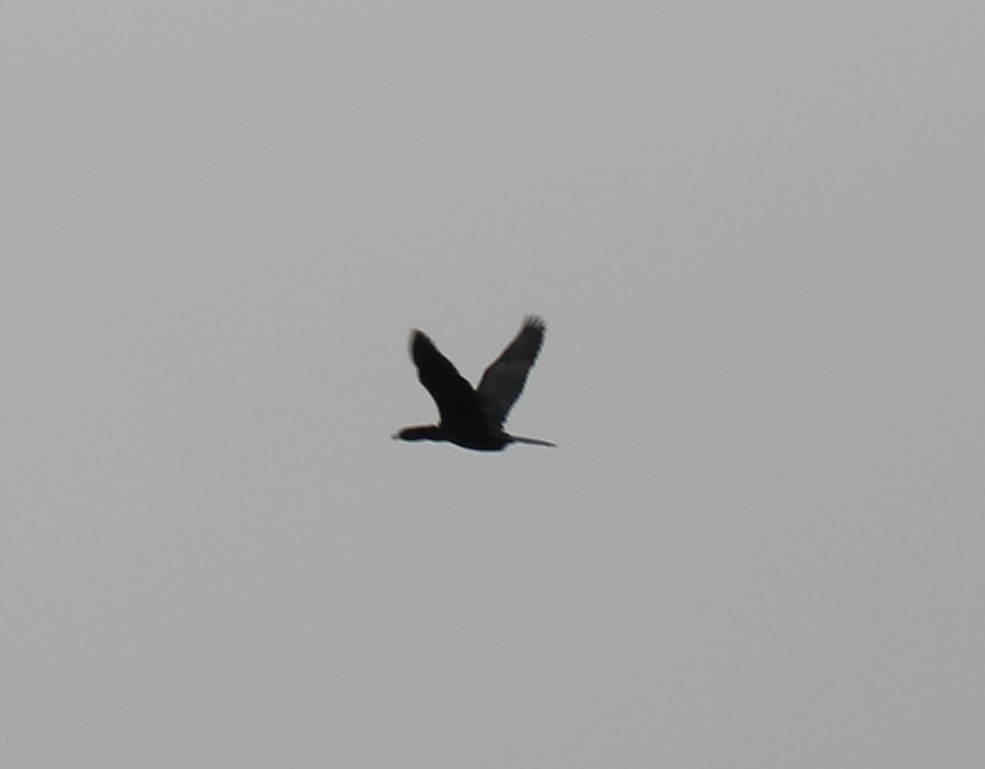 Little Cormorant