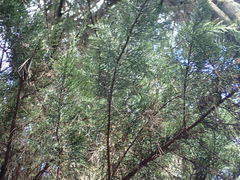 Cupressus macrocarpa