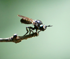 Cerotainia