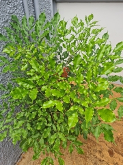 Ptaeroxylon