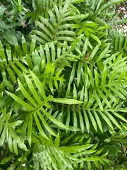 Microsorum pustulatum