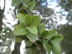 Cryptocarya alba