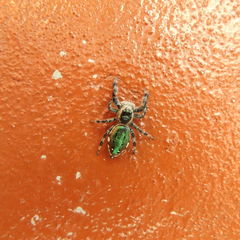 Paraphidippus aurantius