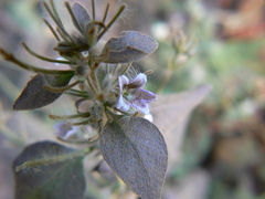Haplanthodes tentaculatus