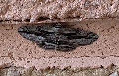 Menophra thuriferaria