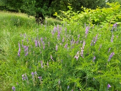 Vicia tenuifolia