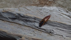 Semiotus luteipennis