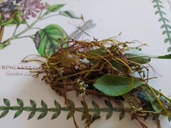 Cuscuta lupuliformis