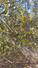 Acacia wilhelmiana
