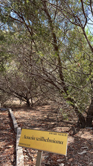 Acacia wilhelmiana