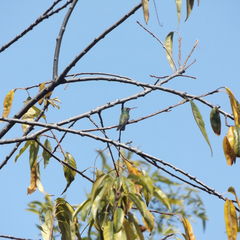 Cynanthus latirostris