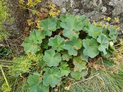 Alchemilla glaucescens
