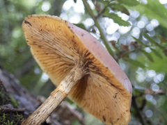 Galerina patagonica