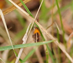Chrysolarentia vicissata