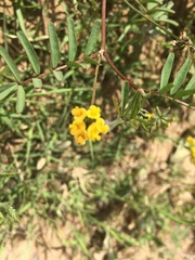 Hippocrepis