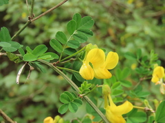 Hippocrepis emerus emerus