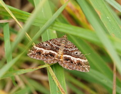 Chrysolarentia vicissata