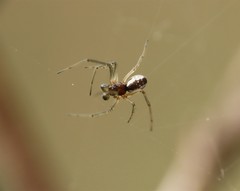 Frontinellina frutetorum