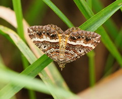 Chrysolarentia vicissata
