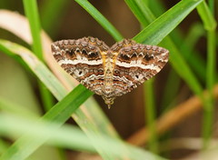 Chrysolarentia vicissata