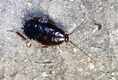 Blattoidae