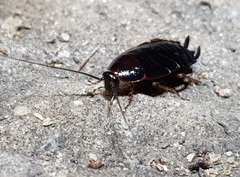 Blattoidae