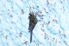 Paratettix histricus