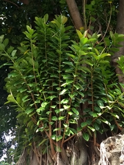 Ficus elastica