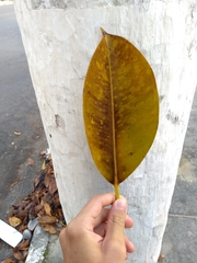 Ficus elastica