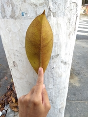 Ficus elastica