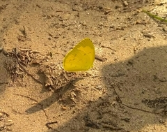 Eurema hecabe