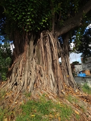 Ficus elastica