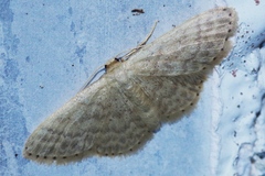 Idaea neovalida
