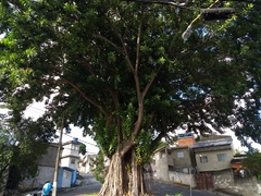 Ficus elastica