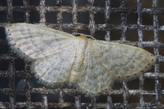 Idaea neovalida
