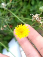 Sonchus oleraceus