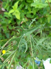 Sonchus oleraceus