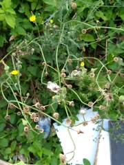 Sonchus oleraceus