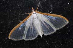 Palpita nigropunctalis