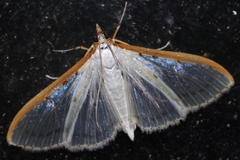 Palpita nigropunctalis